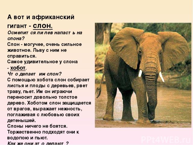 А вот и африканский гигант - слон. Осмелится ли лев напасть на слона?  Слон - могучее, очень сильное животное. Льву с ним не справиться. Самое удивительное у слона - хобот.  Что делает им слон?  С помощью хобота слон собирает листья и плоды с деревь…