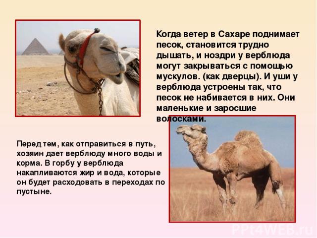 Перед тем, как отправиться в путь, хозяин дает верблюду много воды и корма. В горбу у верблюда накапливаются жир и вода, которые он будет расходовать в переходах по пустыне. Когда ветер в Сахаре поднимает песок, становится трудно дышать, и ноздри у …