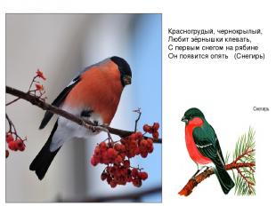 Красногрудый, чернокрылый, Любит зёрнышки клевать, С первым снегом на рябине Он