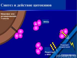 Синтез и действие цитокинов Макрофаг или активированная T-клетка ФНОα Рецептор к