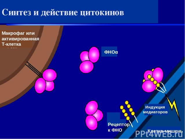 Синтез и действие цитокинов Макрофаг или активированная T-клетка ФНОα Рецептор к ФНО Индукция медиаторов Клетка-мишень