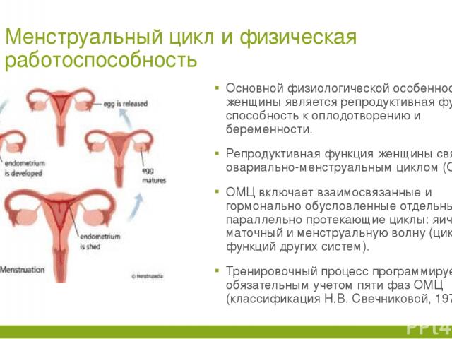 Менструальный цикл и физическая работоспособность Основной физиологической особенностью женщины является репродуктивная функция – способность к оплодотворению и беременности. Репродуктивная функция женщины связана с овариально-менструальным циклом (…