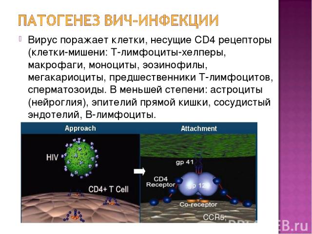 Вирус поражает клетки, несущие CD4 рецепторы (клетки-мишени: Т-лимфоциты-хелперы, макрофаги, моноциты, эозинофилы, мегакариоциты, предшественники Т-лимфоцитов, сперматозоиды. В меньшей степени: астроциты (нейроглия), эпителий прямой кишки, сосудисты…