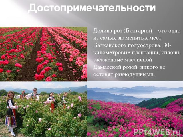 Достопримечательности Долина роз (Болгария) – это одно из самых знаменитых мест Балканского полуострова. 30-километровые плантации, сплошь засаженные масличной Дамасской розой, никого не оставят равнодушными.