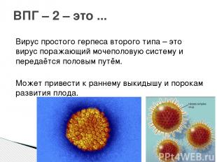 Вирус простого герпеса второго типа – это вирус поражающий мочеполовую систему и