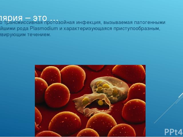 Малярия – это … ... – Это трансмиссивная протозойная инфекция, вызываемая патогенными простейшими рода Plasmodium и характеризующаяся приступообразным, рецидивирующим течением.