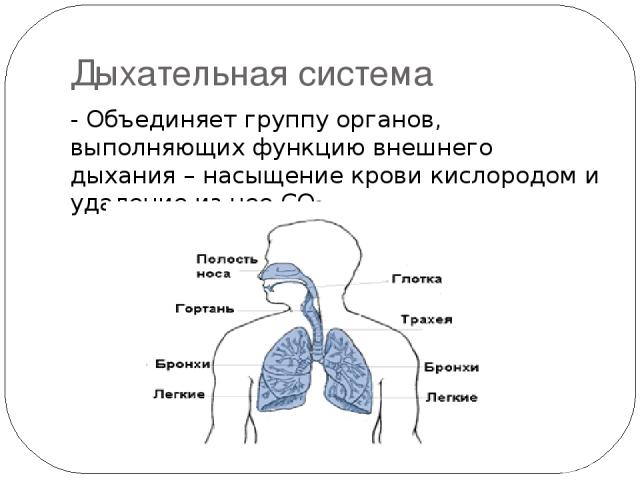 Дыхательная система - Объединяет группу органов, выполняющих функцию внешнего дыхания – насыщение крови кислородом и удаление из нее СО2.