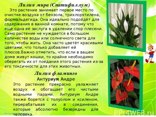 Лилия мира (Спатифиллум) Это растение занимает первое место по очистке воздуха от бензола, трихлорэтилена, формальдегида. Она идеально подойдёт для содержания в ванной комнате, потому что ещё одна её заслуга в удалении спор плесени. Само растение не…