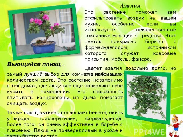 Азалия Это растение поможет вам отфильтровать воздух на вашей кухне, особенно если вы используете некачественные токсичные моющиеся средства. Этот цветок прекрасно борется с формальдегидом, источником которого служат ковровые покрытия, мебель, фанер…