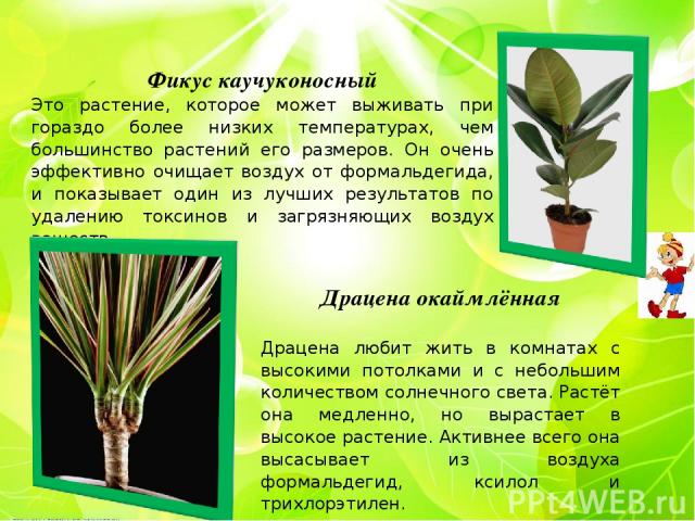 Фикус каучуконосный Это растение, которое может выживать при гораздо более низких температурах, чем большинство растений его размеров. Он очень эффективно очищает воздух от формальдегида, и показывает один из лучших результатов по удалению токсинов …