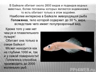 В Байкале обитает около 2600 видов и подвидов водных животных, более половины ко