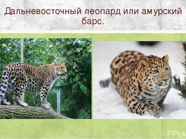 Дальневосточный леопард или амурский барс.