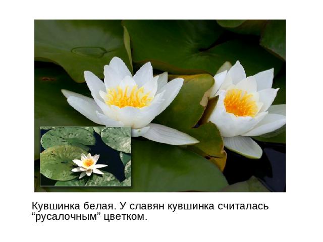 Кувшинка белая. У славян кувшинка считалась “русалочным” цветком.