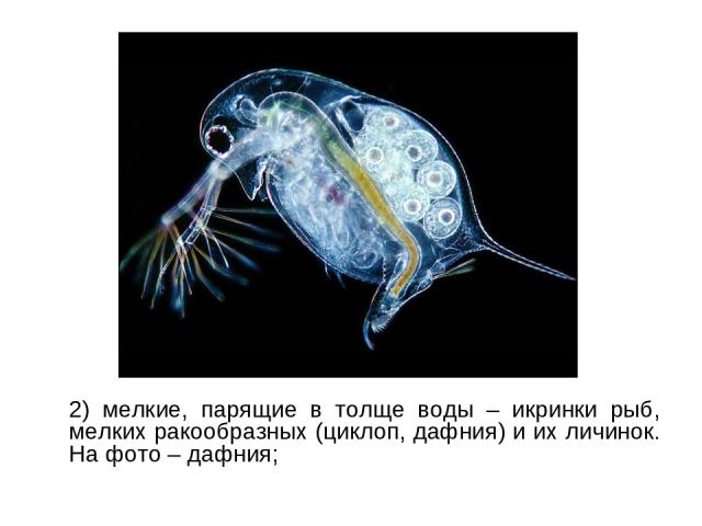 2) мелкие, парящие в толще воды – икринки рыб, мелких ракообразных (циклоп, дафния) и их личинок. На фото – дафния;