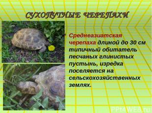 СУХОПУТНЫЕ ЧЕРЕПАХИ Среднеазиатская черепаха длиной до 30 см типичный обитатель