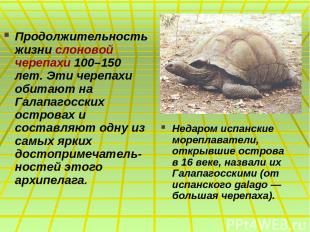 Продолжительность жизни слоновой черепахи 100–150 лет. Эти черепахи обитают на Г