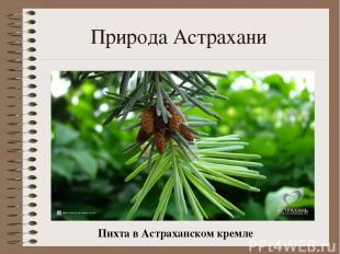 Природа Астрахани Пихта в Астраханском кремле