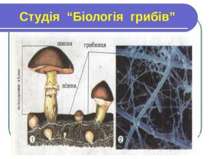 Студія “Біологія грибів”