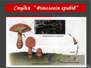 Студія “ Фізіологія грибів”