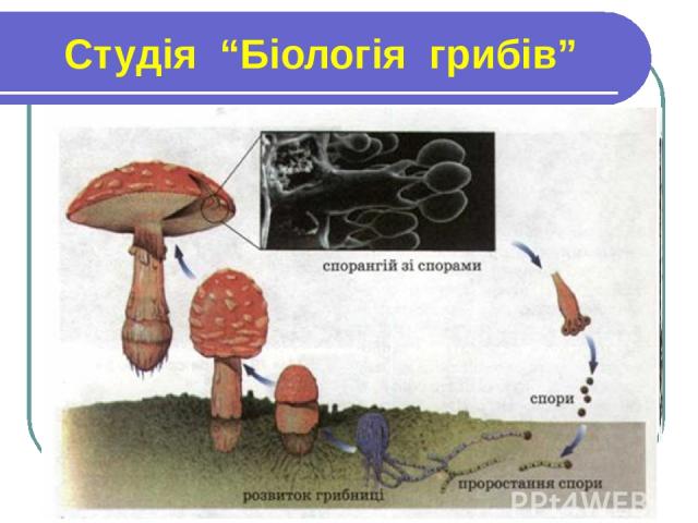 Студія “Біологія грибів”
