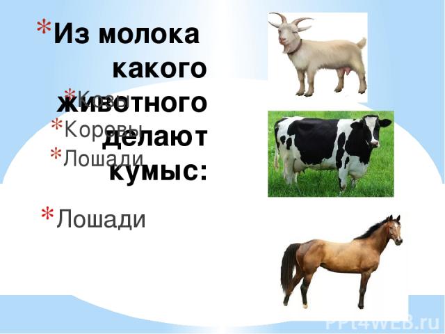 Из молока какого животного делают кумыс: Козы Коровы Лошади Лошади
