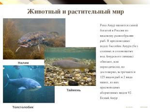 Животный и растительный мир Река Амур является самой богатой в России по видовом