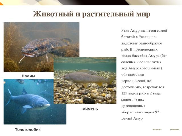 Животный и растительный мир Река Амур является самой богатой в России по видовому разнообразию рыб. В пресноводных водах бассейна Амура (без соленых и солоноватых вод Амурского лимана) обитают, или периодически, но достоверно, встречаются 125 видов …