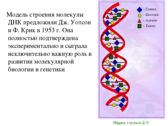 Модель строения молекулы ДНК предложили Дж. Уотсон и Ф. Крик в 1953 г. Она полностью подтверждена экспериментально и сыграла исключительно важную роль в развитии молекулярной биологии и генетики