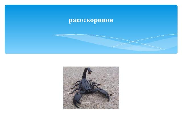 ракоскорпион