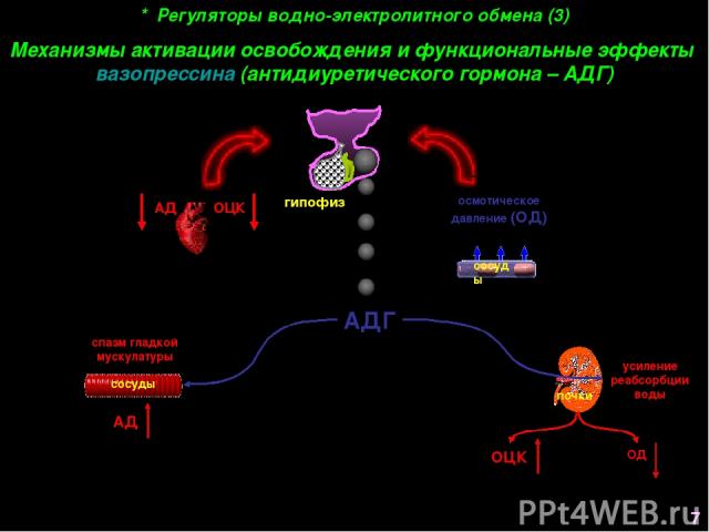 * Регуляторы водно-электролитного обмена (3) Механизмы активации освобождения и функциональные эффекты вазопрессина (антидиуретического гормона – АДГ) осмотическое давление (ОД) АД ОЦК АДГ спазм гладкой мускулатуры АД гипофиз усиление реабсорбции во…