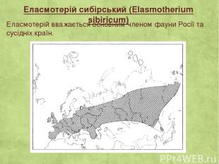 Еласмотерій сибірський (Elasmotherium sibiricum) Еласмотерій вважається основним