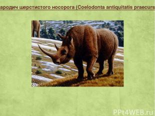 Прародич шерстистого носорога (Coelodonta antiquitatis praecursor)