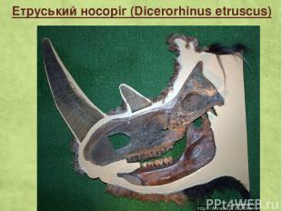 Етруський носоріг (Dicerorhinus etruscus)