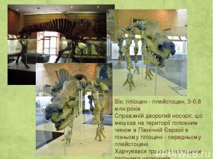 Вік: пліоцен - плейстоцен, 3-0,8 млн років Справжній дворогий носоріг, що мешкав