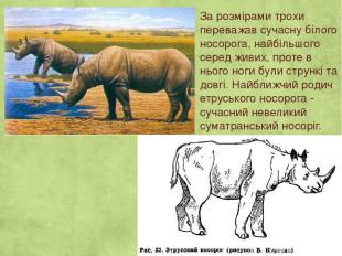 За розмірами трохи переважав сучасну білого носорога, найбільшого серед живих, п