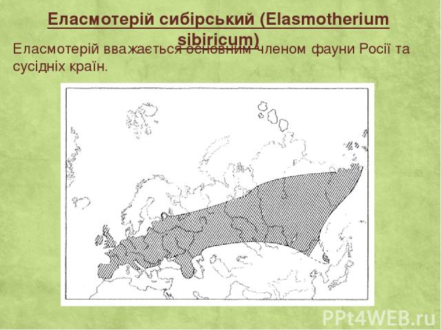 Еласмотерій сибірський (Elasmotherium sibiricum) Еласмотерій вважається основним членом фауни Росії та сусідніх країн.