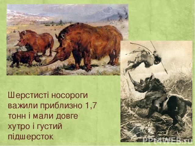 Шерстисті носороги важили приблизно 1,7 тонн і мали довге хутро і густий підшерсток.