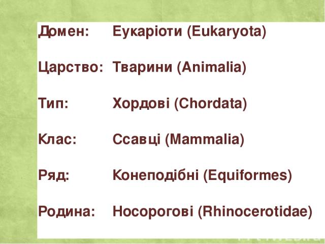 Домен: Еукаріоти (Eukaryota) Царство: Тварини (Animalia) Тип: Хордові (Chordata) Клас: Ссавці (Mammalia) Ряд: Конеподібні (Equiformes) Родина: Носорогові (Rhinocerotidae)