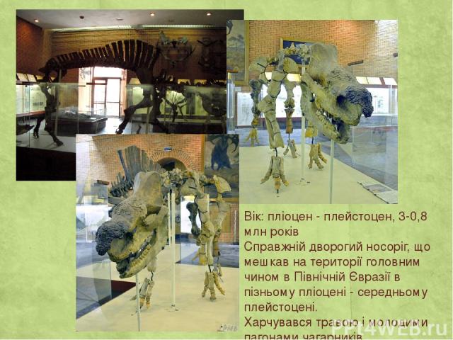 Вік: пліоцен - плейстоцен, 3-0,8 млн років Справжній дворогий носоріг, що мешкав на території головним чином в Північній Євразії в пізньому пліоцені - середньому плейстоцені. Харчувався травою і молодими пагонами чагарників.