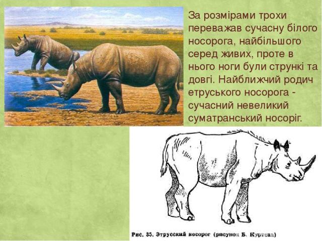 За розмірами трохи переважав сучасну білого носорога, найбільшого серед живих, проте в нього ноги були стрункі та довгі. Найближчий родич етруського носорога - сучасний невеликий суматранський носоріг.