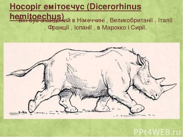Носоріг емітоєчус (Dicerorhinus hemitoechus) Він був знайдений в Німеччині , Великобританії , Італії , Франції , Іспанії , в Марокко і Сирії.