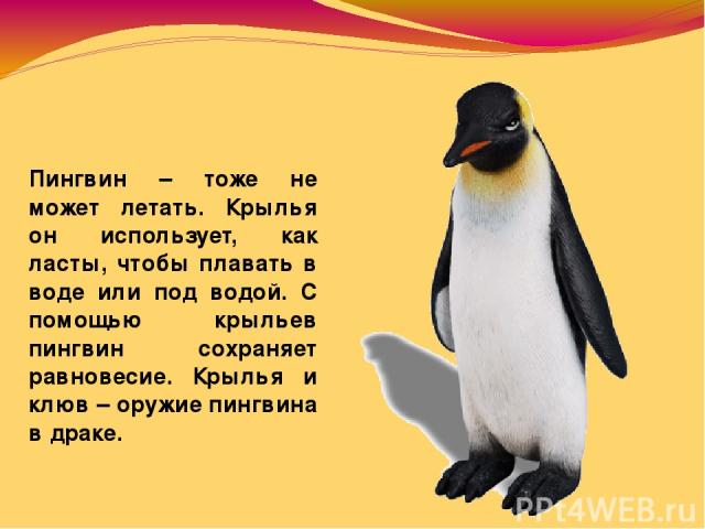 Пингвин – тоже не может летать. Крылья он использует, как ласты, чтобы плавать в воде или под водой. С помощью крыльев пингвин сохраняет равновесие. Крылья и клюв – оружие пингвина в драке.