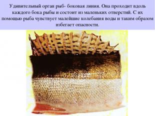 Удивительный орган рыб- боковая линия. Она проходит вдоль каждого бока рыбы и со