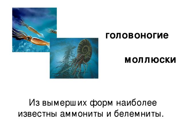 Из вымерших форм наиболее известны аммониты и белемниты. головоногие моллюски