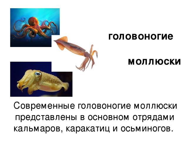 Современные головоногие моллюски представлены в основном отрядами кальмаров, каракатиц и осьминогов. головоногие моллюски