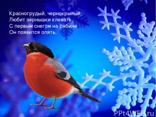 Красногрудый, чернокрылый, Любит зёрнышки клевать, С первым снегом на рябине Он