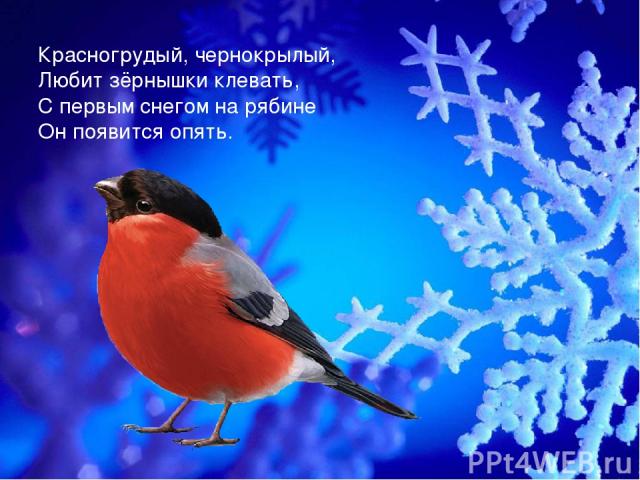 Красногрудый, чернокрылый, Любит зёрнышки клевать, С первым снегом на рябине Он появится опять.