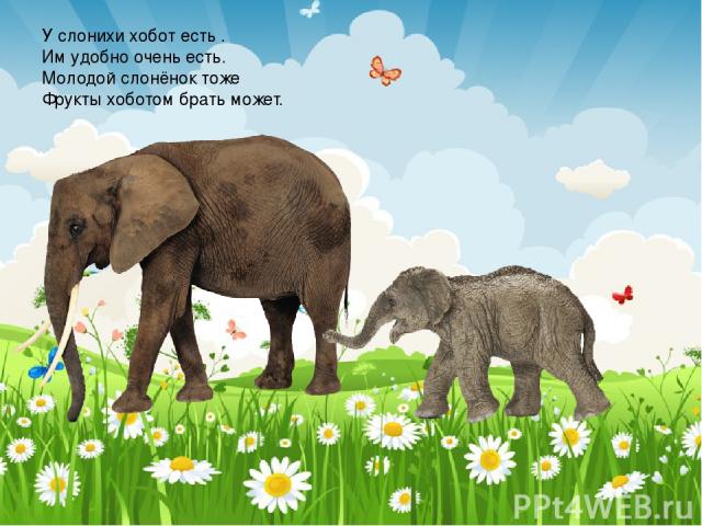 У слонихи хобот есть . Им удобно очень есть. Молодой слонёнок тоже Фрукты хоботом брать может.