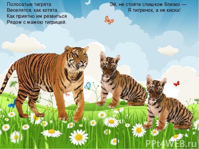 Полосатые тигрята Веселятся, как котята. Как приятно им резвиться Рядом с мамою тигрицей. Эй, не стойте слишком близко — Я тигренок, а не киска!