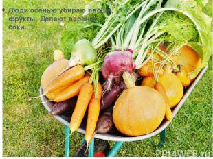 Люди осенью убираю овощи, фрукты. Делают варенье, соки.